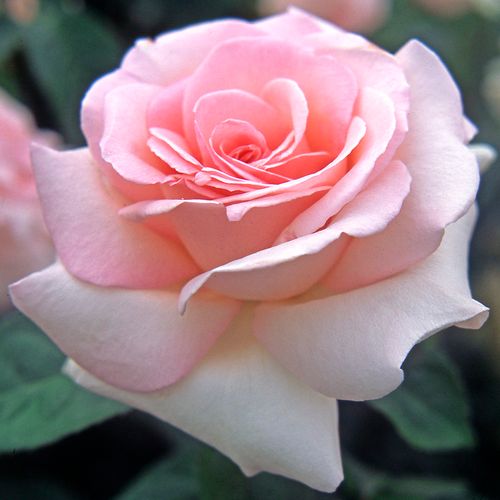 Rozenstruik - Webwinkel - theehybriden - roze - Rosa Prince Jardinier® - sterk geurende roos - Alain Meilland - -